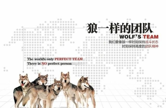 狼性团队培训，企业如何打造狼性团队图3