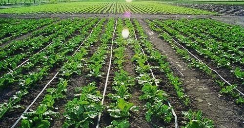 农业节水灌溉，农业灌溉如何选择灌溉设备呢图2